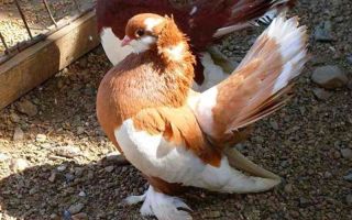 Необыкновенные пернатые: все об узбекских голубях – всё о домашней птице