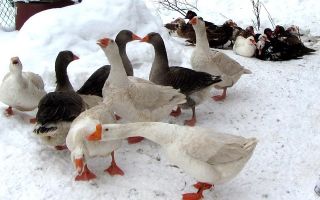 Зима без хлопот – как передержать гусей в холодное время года – всё о домашней птице