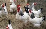 Все о пользе и вреде перепелиных яиц – всё о домашней птице