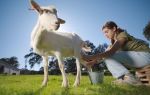 Домашний молокозавод: учимся правильно доить козу – всё о домашней птице