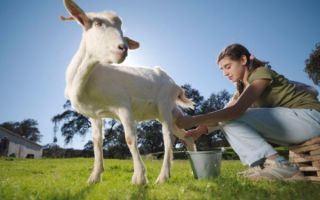 Домашний молокозавод: учимся правильно доить козу – всё о домашней птице