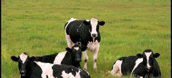 Голштинская порода – много вкусного молока от голландской коровы – всё о домашней птице
