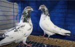 Высоколетные голуби – выше только самолеты – всё о домашней птице