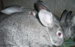 Серебристый кролик: всё о разведении “гостя из франции” в родных краях – всё о домашней птице