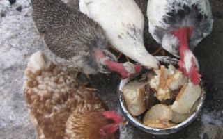 Хлеб для кур – полезный продукт или опасный яд? – всё о домашней птице