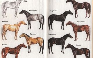Разнообразие окрасов лошадей: разбираем масти – всё о домашней птице