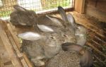 Отказ пушистых подопечных от еды и питья: что должны знать кролиководы? – всё о домашней птице