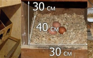 Гнездо с яйцесборником: как сделать? – всё о домашней птице