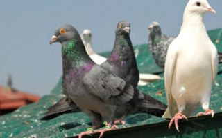 Избавляемся от надоедливых голубей – всё о домашней птице