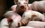 Топ-5 страшных инфекционных заболеваний свиней: предупрежден – значит вооружен – всё о домашней птице