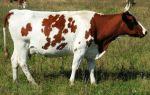 Айрширская корова – отличное молоко и отменное здоровье – всё о домашней птице