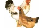 Универсальные куры для яиц и мяса – описание породы редбро – всё о домашней птице