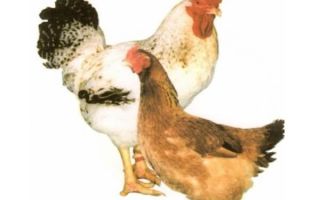 Универсальные куры для яиц и мяса – описание породы редбро – всё о домашней птице