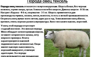 Тексель – одна из лучших мясных пород овец – всё о домашней птице