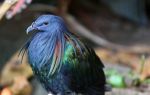 Разноцветные голуби-красавцы: обзор пернатых – всё о домашней птице