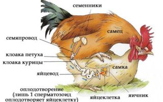 Особенности процесса оплодотворения у курей – всё о домашней птице