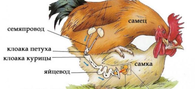 Особенности процесса оплодотворения у курей – всё о домашней птице