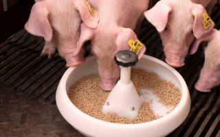 Особенности кормления свиней комбикормом – всё о домашней птице