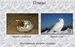 Белая куропатка – житель бескрайней тундры – всё о домашней птице
