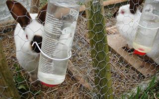 Какая трава опасна для кроликов? – всё о домашней птице