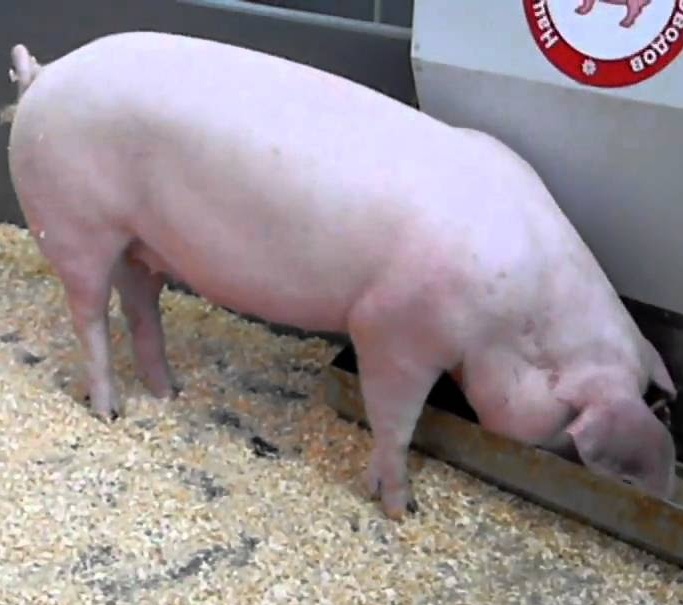 Крупная белая порода свиней фото