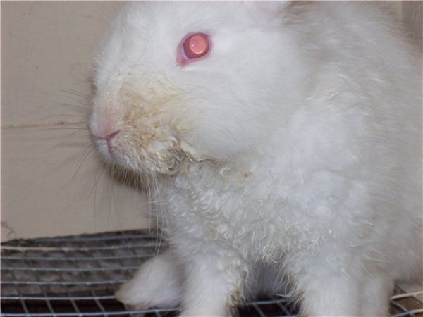 Рекомендации по лечению мокреца у кроликов