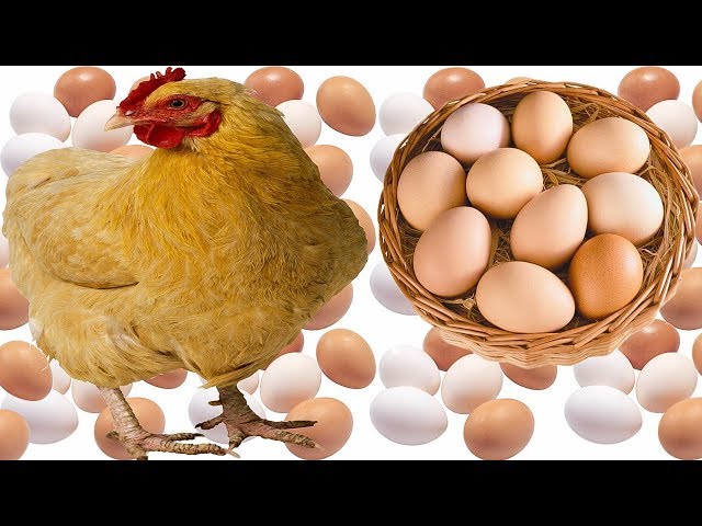 Куры несут 2 яйца в день. Яйца мастер грей. Курица мастер грей яйца. Браун ник яйцо. Мастер грей цвет яйца.