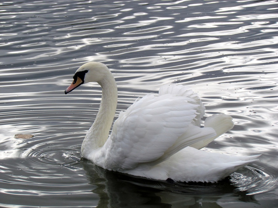 Белый лебедь крокус. Белый лебедь Удмуртии. Что символизирует лебедь. Белый лебедь символ. Лебедь птица символ.
